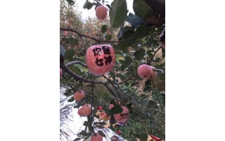 品牌案例展示